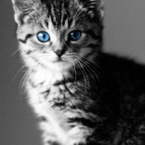 Gatinho de Olhos Azuis