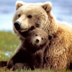 Mãe e Filhote de Urso