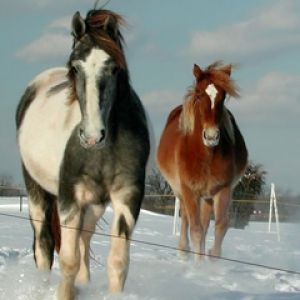 Cavalos em Paisagem Nevada