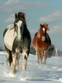 Cavalos em Paisagem Nevada - wallpaper preview