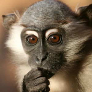 Retrato de Macaco Curioso