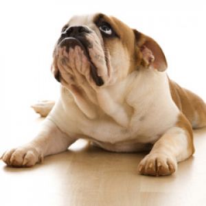 Bulldog Fofo Deitado