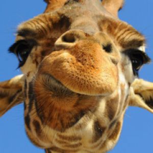 Retrato de girafa em close-up