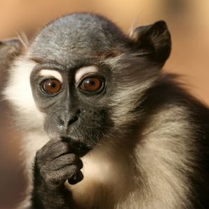 Retrato de Macaco Curioso