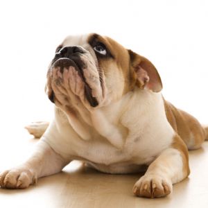 Bulldog Filhote Adorável