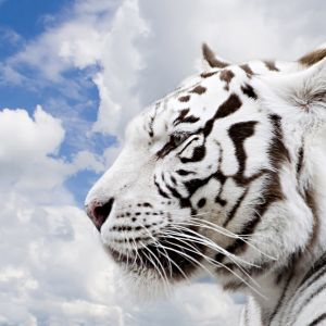 Tigre Branco Majestoso