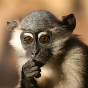 Macaco Pensativo