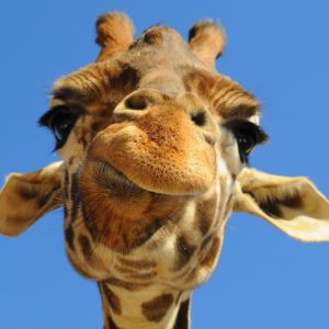 Giraffa em Close-Up
