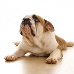 Bulldog fofo deitado