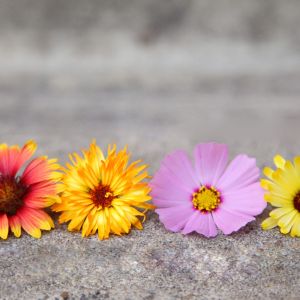 Arranjo de Flores Coloridas