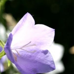 Linda Flor Roxa
