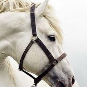 Cavalo Branco Majestoso