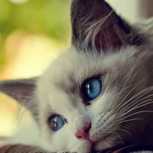 Gato Fofo com Olhos Azuis