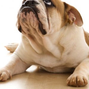 Bulldog Fofo Descansando