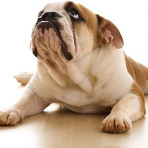 Bulldog Adorável Descansando