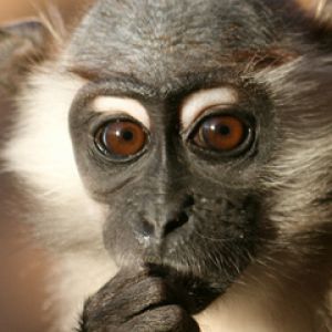 Macaco Pensativo