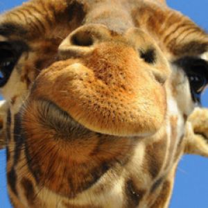 Retrato de girafa em close-up