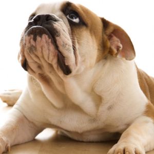 Bulldog Filhote Adorável