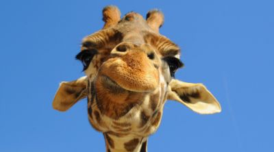 Girafa em Close-Up