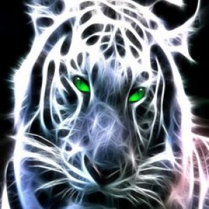 Tigre Branco Brilhante
