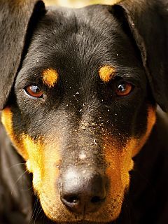 Close-Up de um Doberman