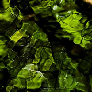 Reflexão Verde da Natureza