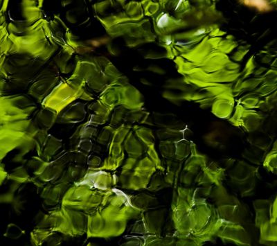 Reflexão Verde da Natureza