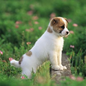 Cachorrinho Fofo no Campo