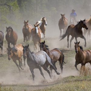 Cavalos Selvagens Correndo