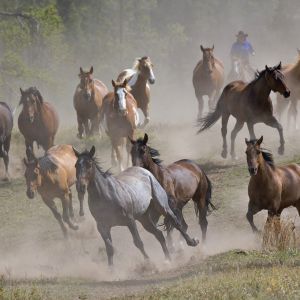 Cavalos Selvagens Correndo