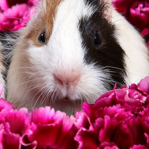 Porquinho-da-índia Fofo em Flores
