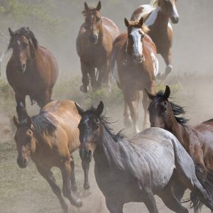 Cavalos Selvagens Correndo