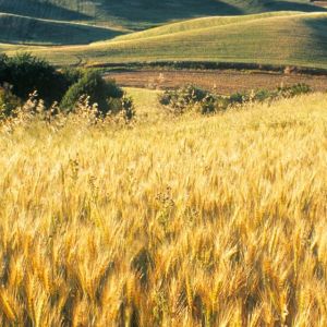 Campos de Trigo Dourado