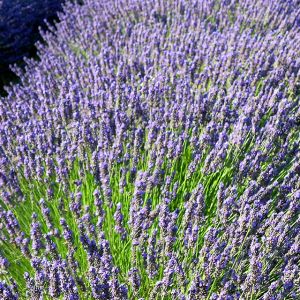 Campos de Lavanda em Flor