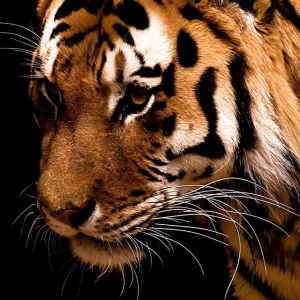 Close-Up de Tigre Majestoso