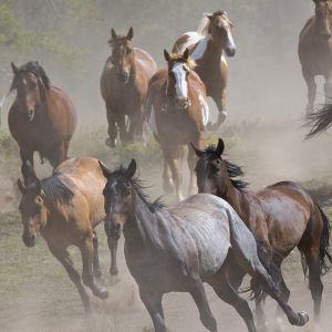 Cavalos Correndo na Poeira