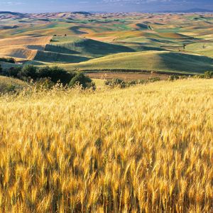 Campos de Trigo Dourado