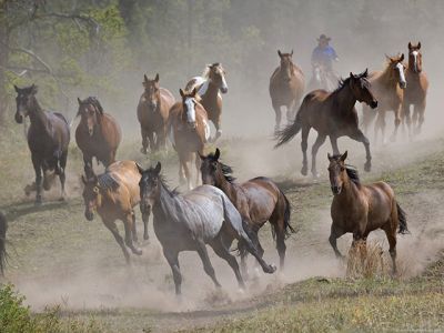 Cavalos Selvagens Correndo