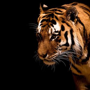 Close-Up Majestoso de Tigre