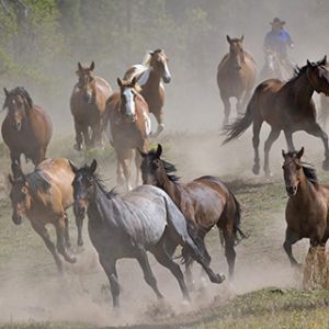 Cavalos Correndo na Poeira