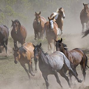 Cavalos Selvagens Correndo