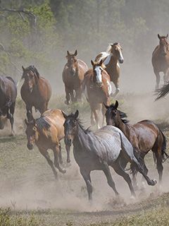 Cavalos Selvagens Correndo