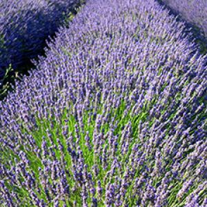 Campos de Lavanda em Flor