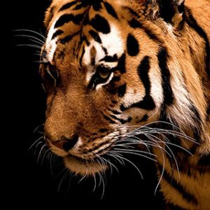 Close-Up Majestoso de Tigre