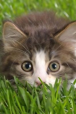Gatinho Fofo na Grama