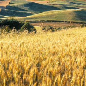 Campos de Trigo Dourado