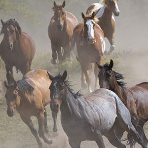 Cavalos Selvagens Correndo