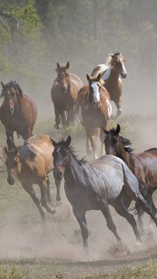 Cavalos Selvagens Correndo