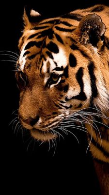 Close-Up de um Tigre Majestoso
