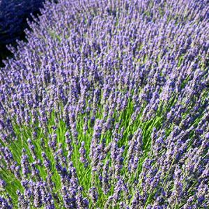 Campos de Lavanda em Flor